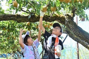 03_梨収穫.jpg