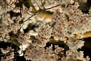 20210405夜桜 (11).jpg