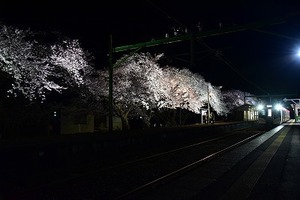 20210405夜桜 (2).jpg