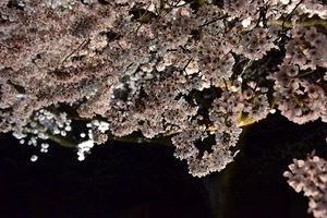 20210405夜桜 (7).jpg