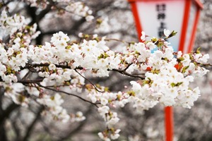20250412_桜マラソン大会_0010.jpg