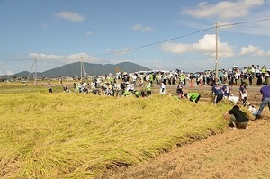 スワローズ稲刈り (13).jpg
