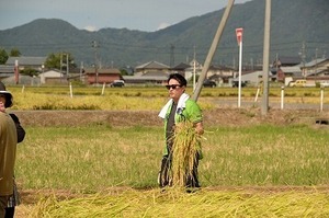 スワローズ稲刈り (14).jpg