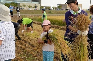 スワローズ稲刈り (16).jpg