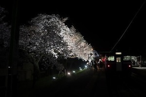夜桜Shu＊Kura (1).jpg