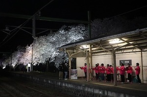 夜桜Shu*Kura (7).jpg
