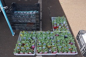 肥料・花苗プレゼント (1).jpg